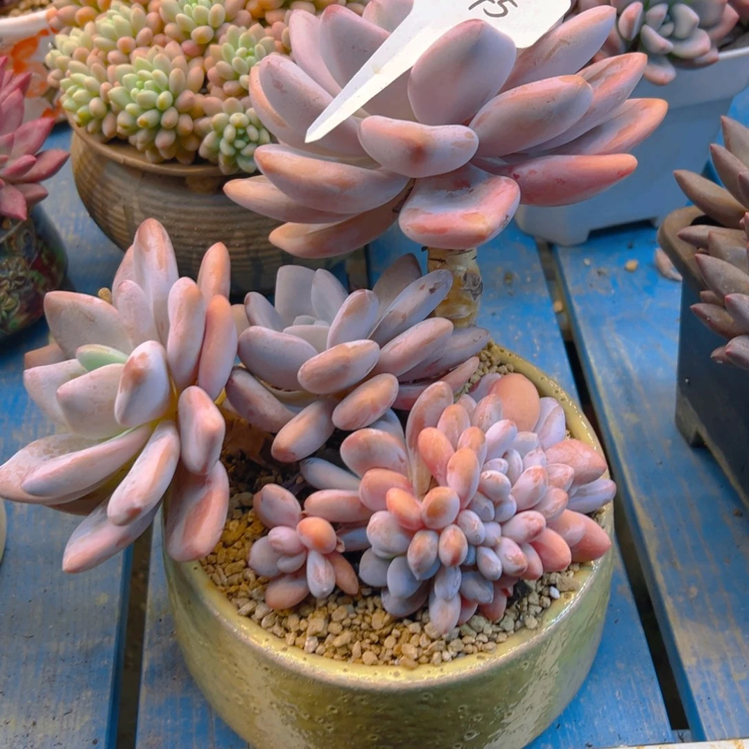 执****粉兔0145号一物一拍