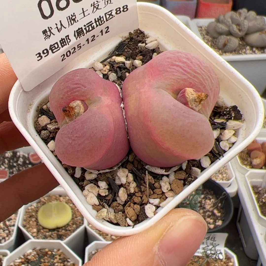 0666号 毛多肉植物