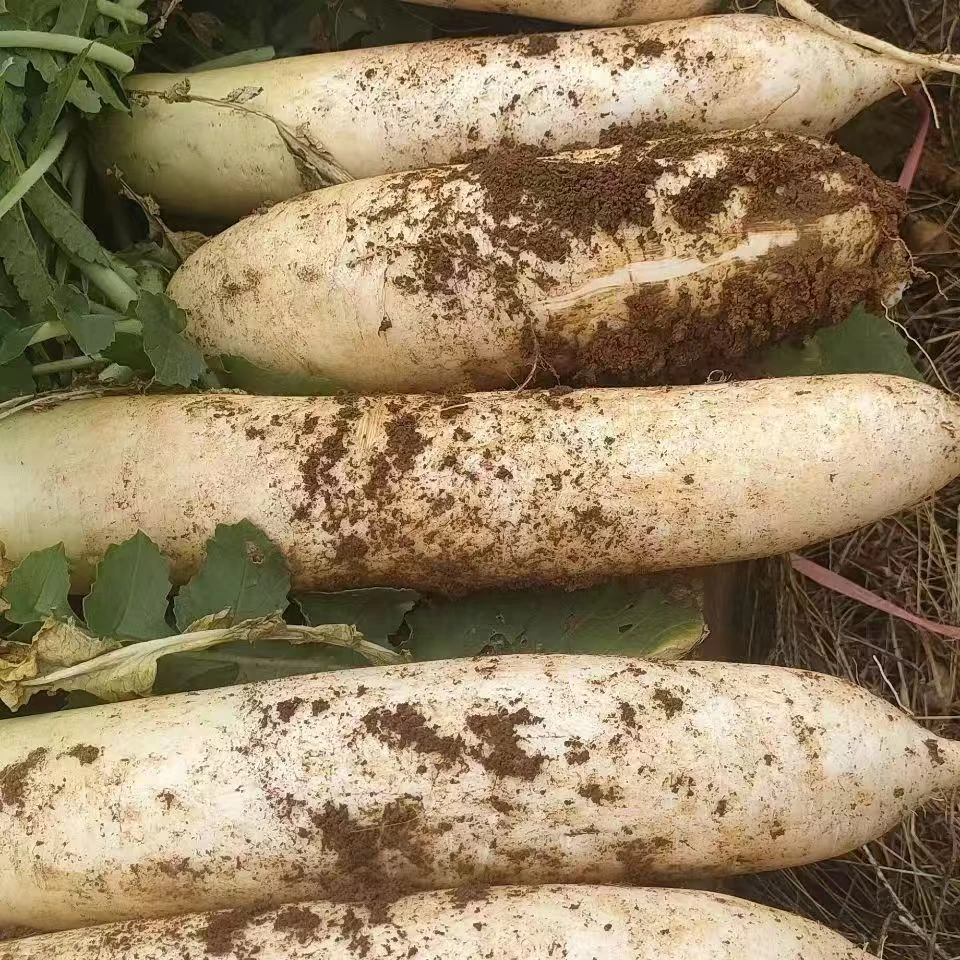 江西农户露天自种新鲜萝卜脆甜多汁