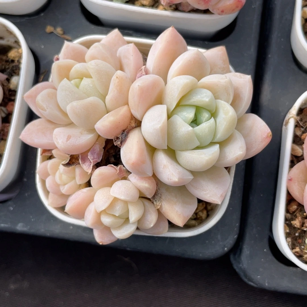 优选女王多肉福利2714