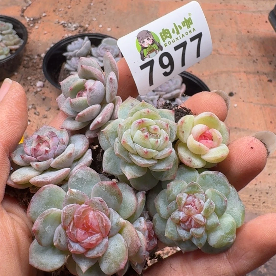 糖***喵多肉植物多肉植物