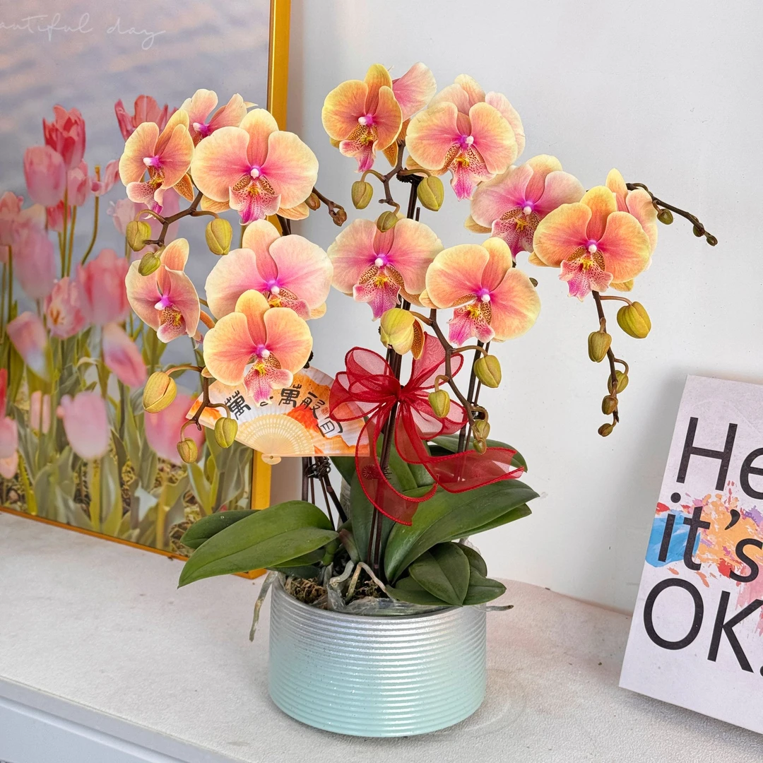 妗画【柿柿如意】组盆室内蝴蝶兰花盆栽开花株 四季好养护绿植叶片