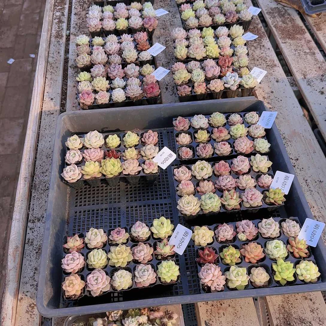 新品15颗优选量拍