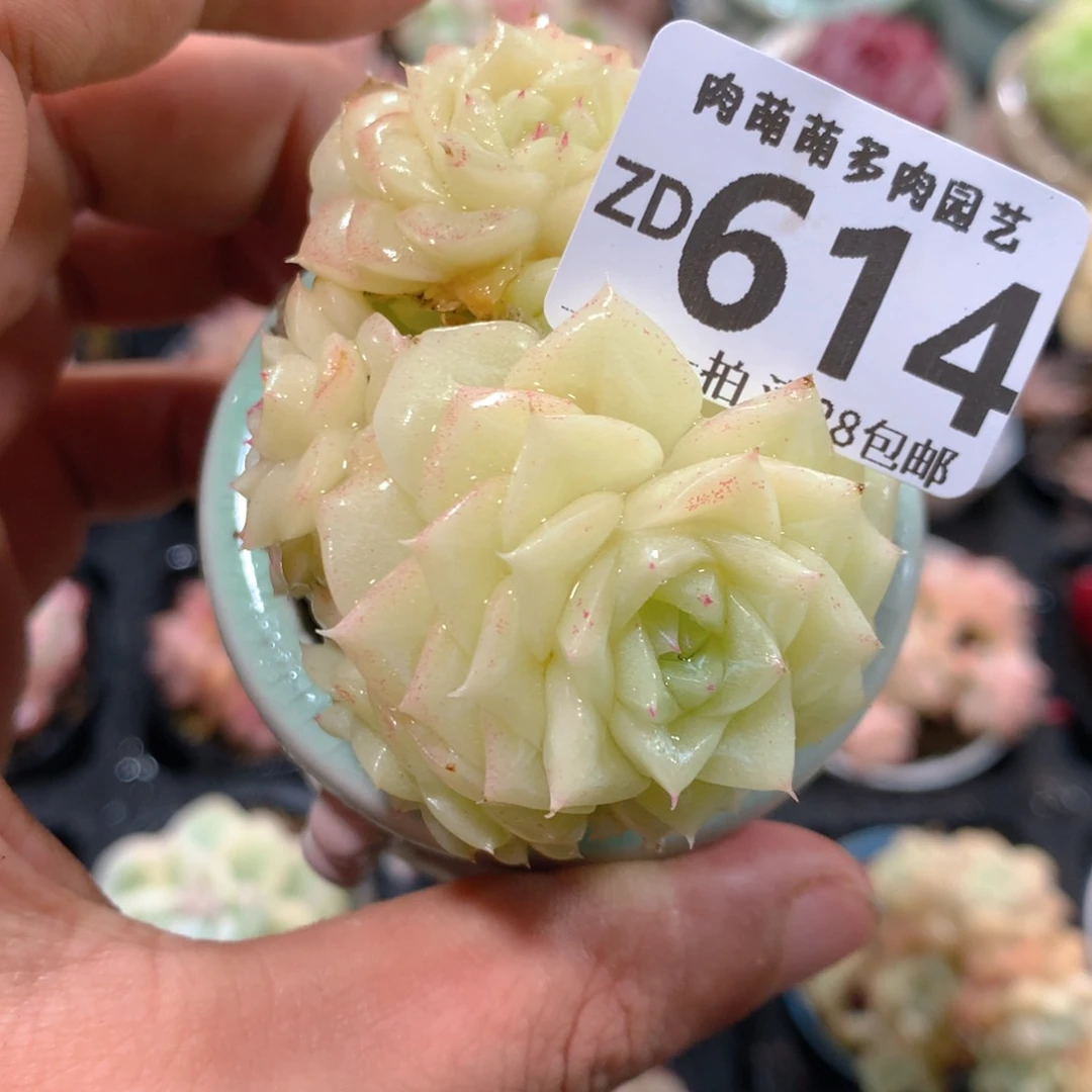 5CM拇指盆精控多肉ZD614