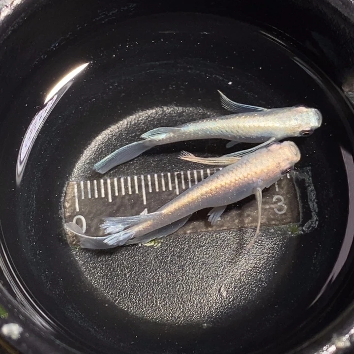 青鳉鱼619起绒长鳍天使之翼1对