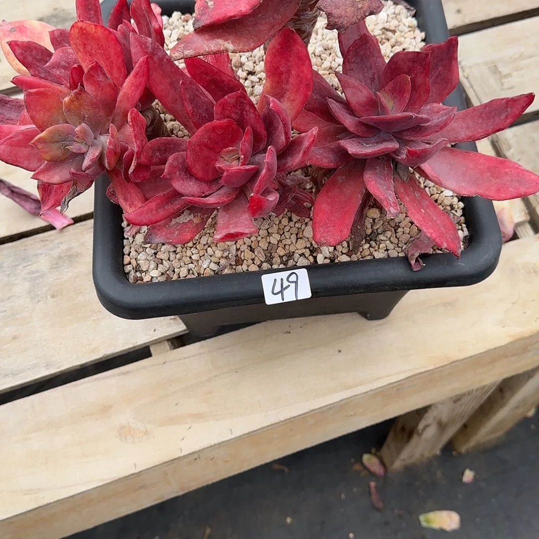 ༺***༻49 号砖石锦多肉植物 0000