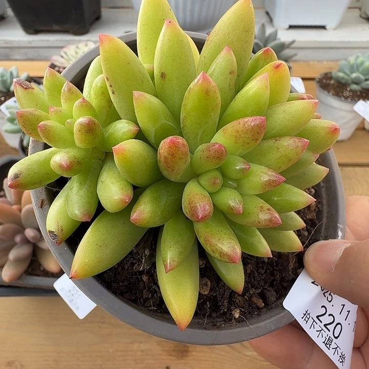 三头红辣椒111114-220