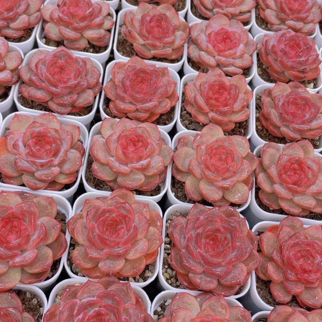 量拍76号 珍妮琥珀单头2个