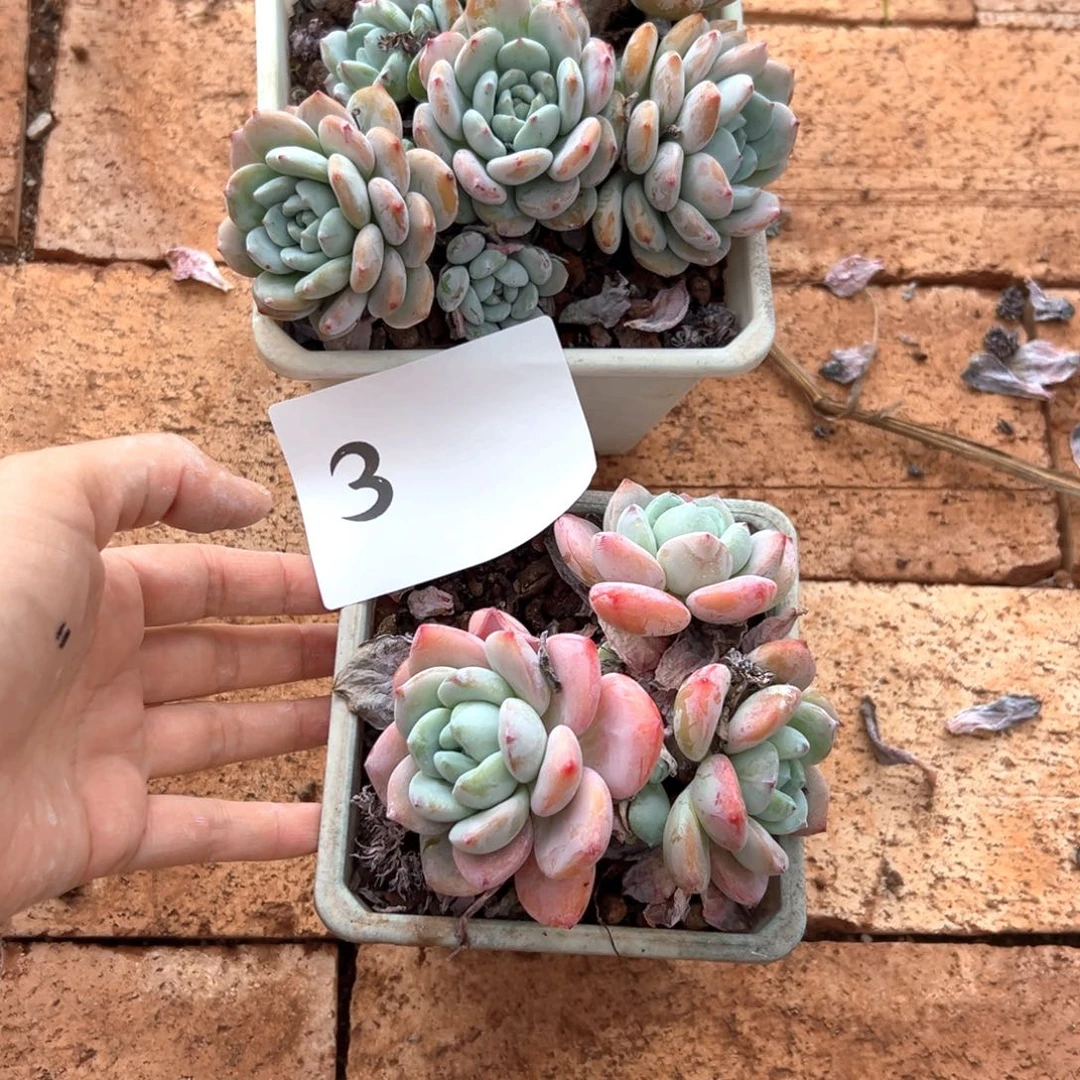 *‍*25-（反正个徐徐好吃