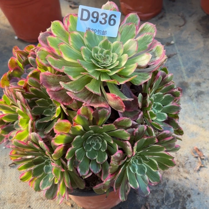 瑞妈多肉植物936紫嫣