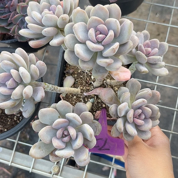 两单包邮，一物一拍，美人72