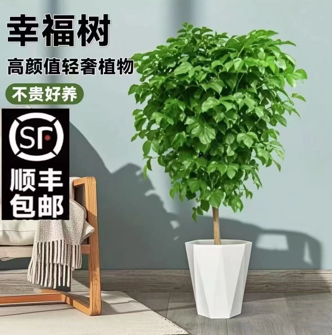 顺丰包邮1.3-1.5米幸福树盆栽室内花卉好养活净化空气客厅大绿植
