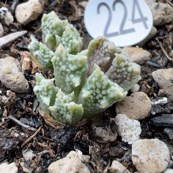 224号11件包111斤大11111