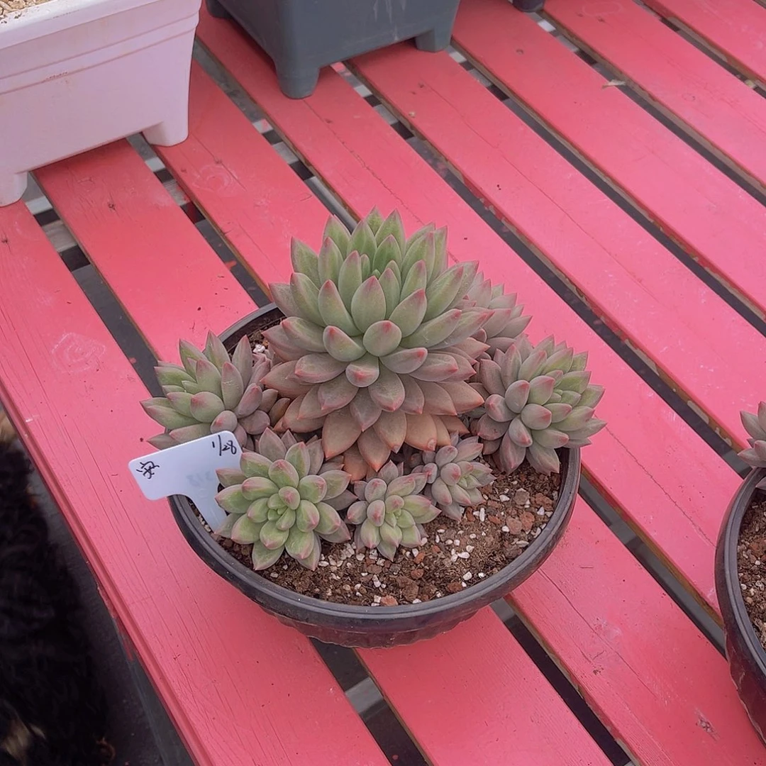 ?*然多肉虞姬美人安然