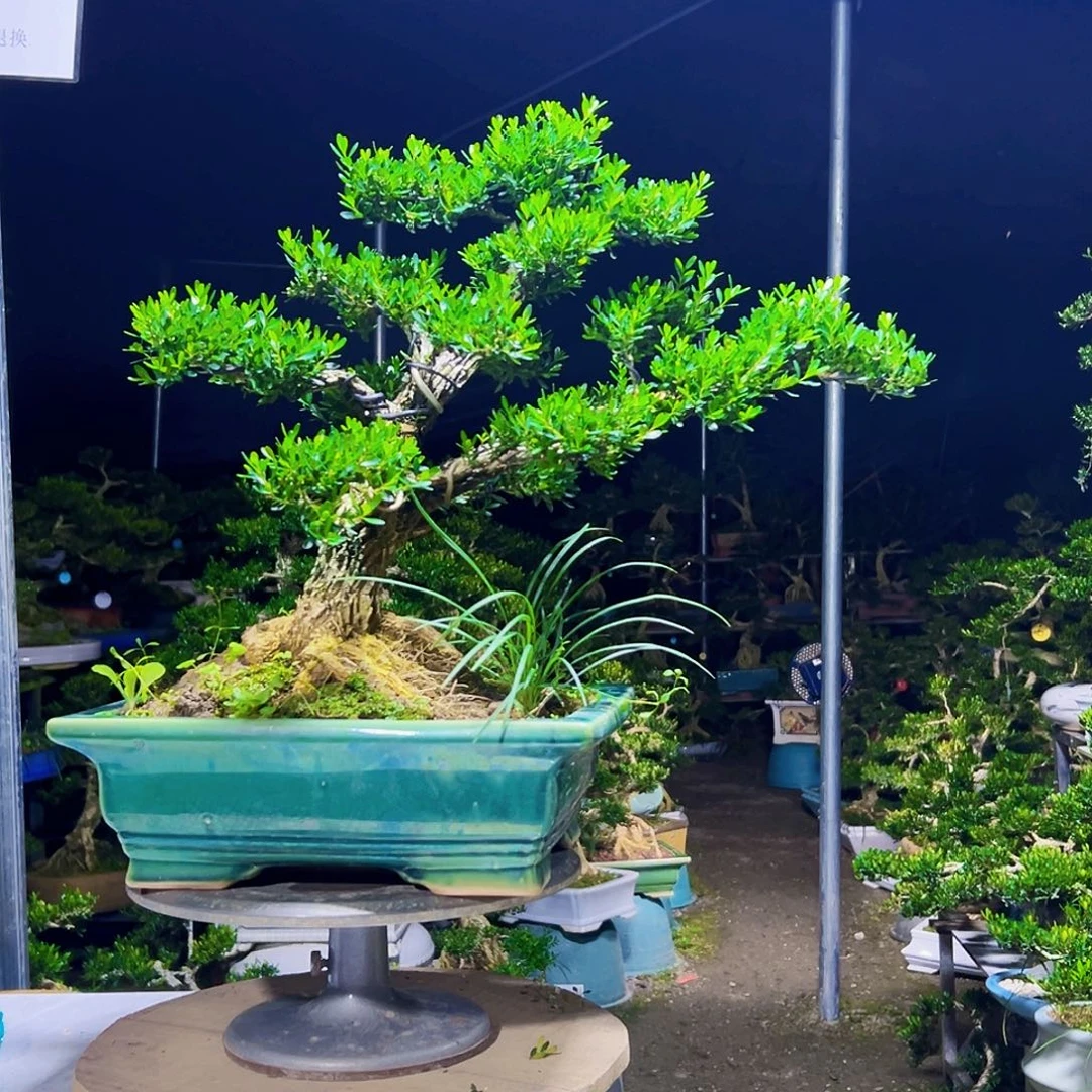 无花朵黄杨木