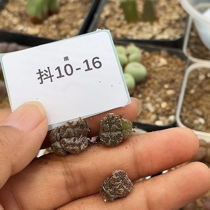 玲*玲10-16肉锥多肉植物