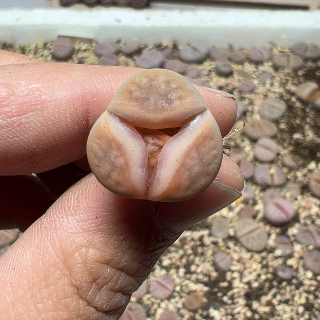 【闪购商品】503……