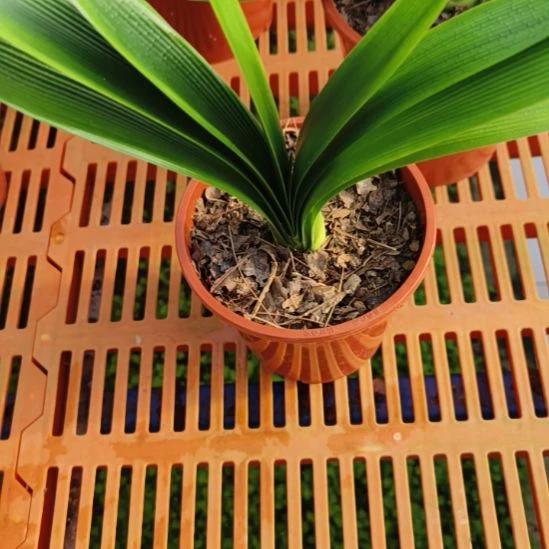 无花朵吉蒂精品君子兰花卉