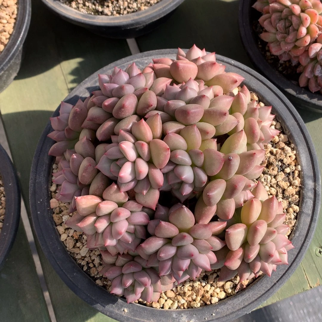 黄金象牙 大群 一颗