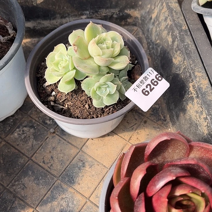 阿雅园艺。     6266虾饺