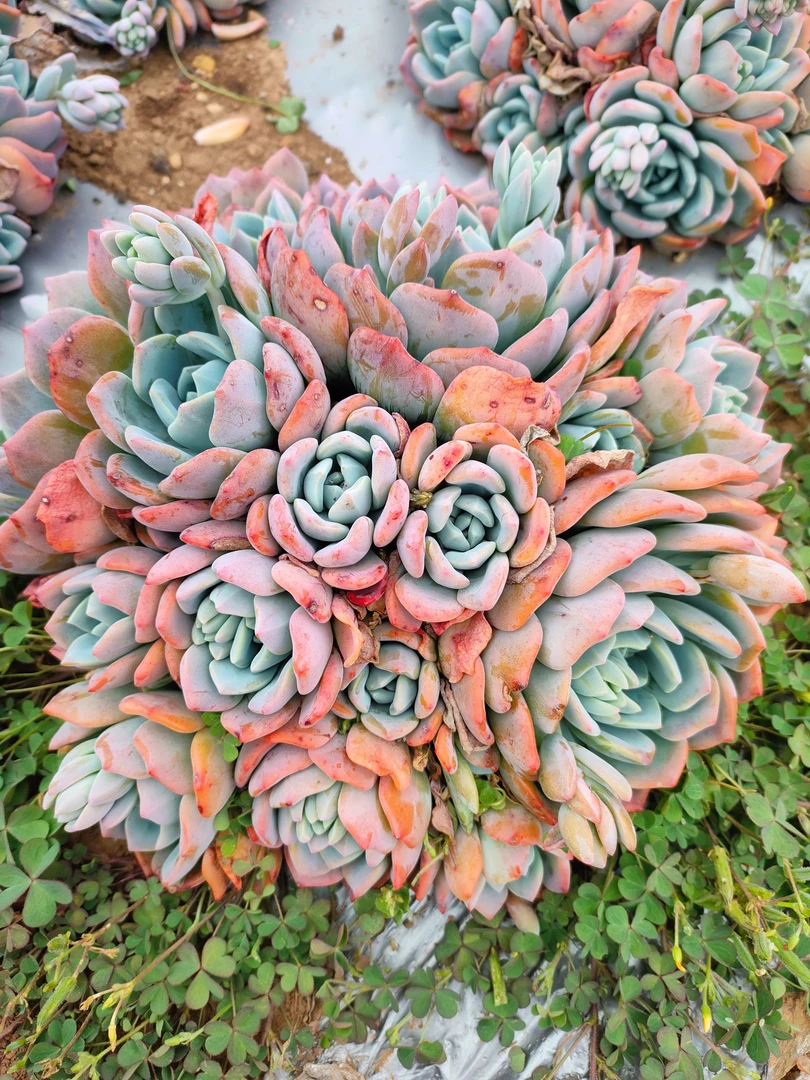 冷橙 好看好养 多肉植物 昆明发货