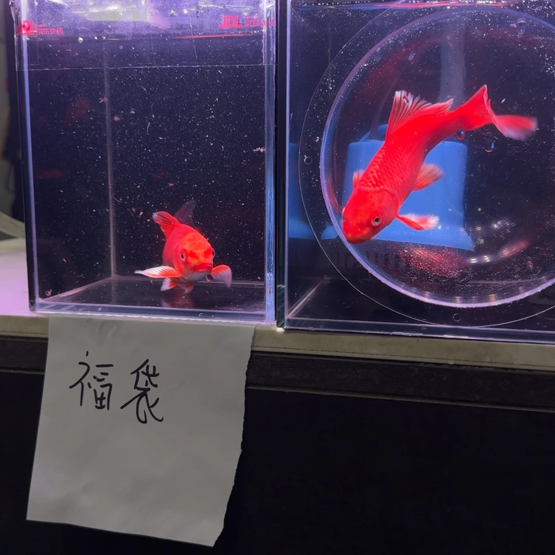 中国大陆红色蝴蝶鲤活观赏鱼