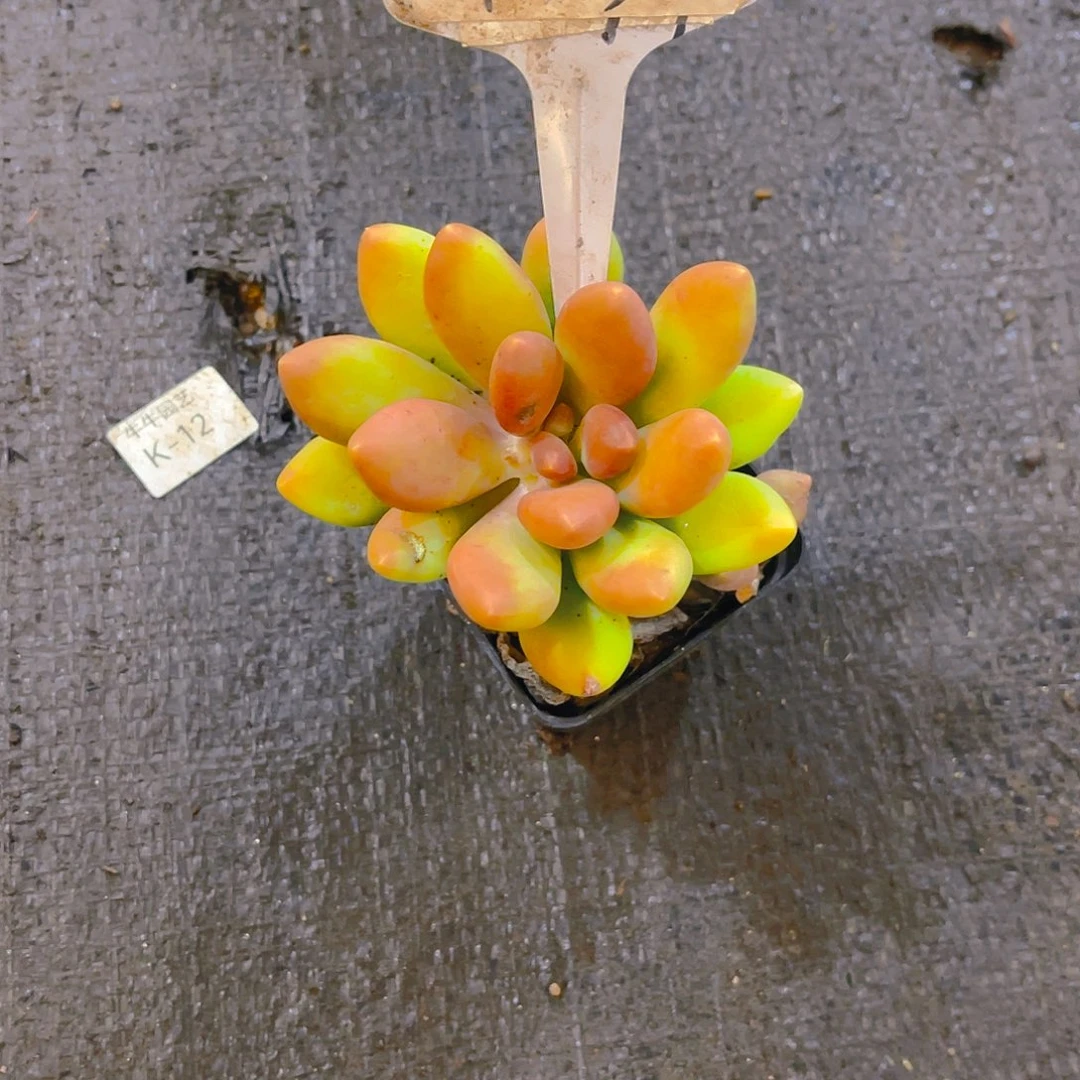 用***8000000000000000185