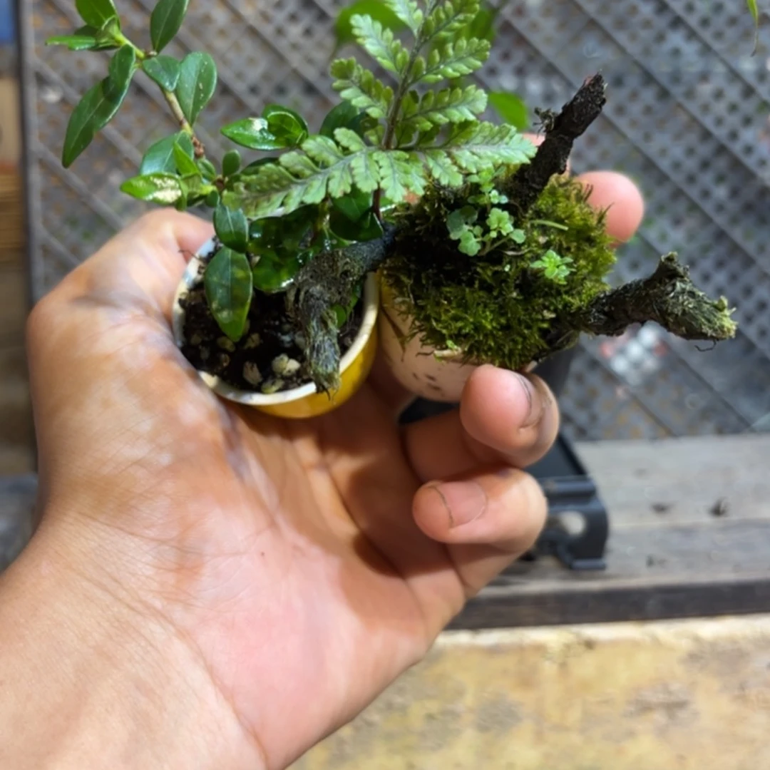 晓***常无花朵退款拉黑一物一拍11