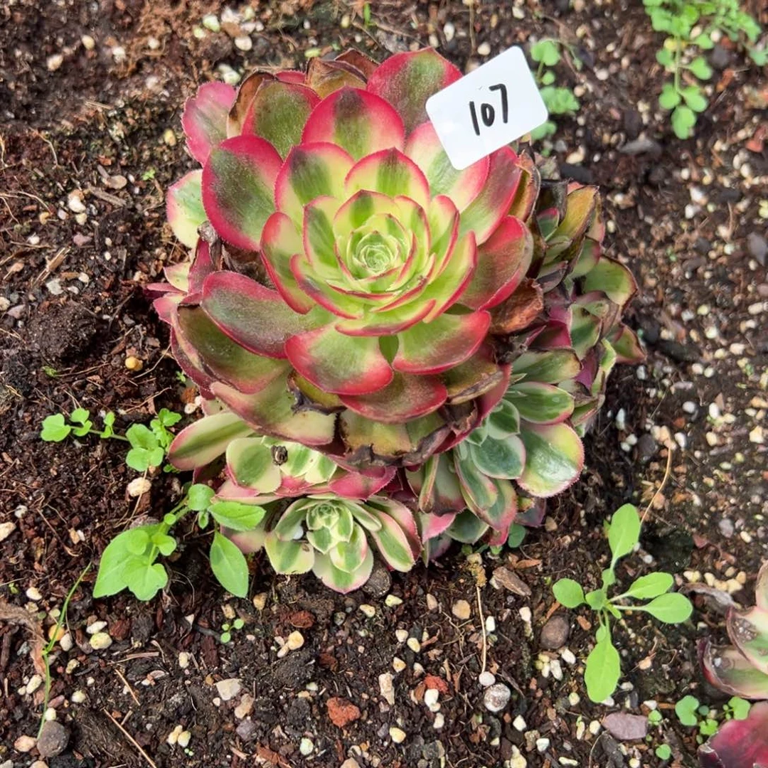 107鸿运多肉仔细一看