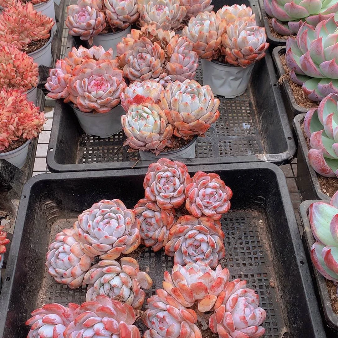 多头石榴籽4567889999900