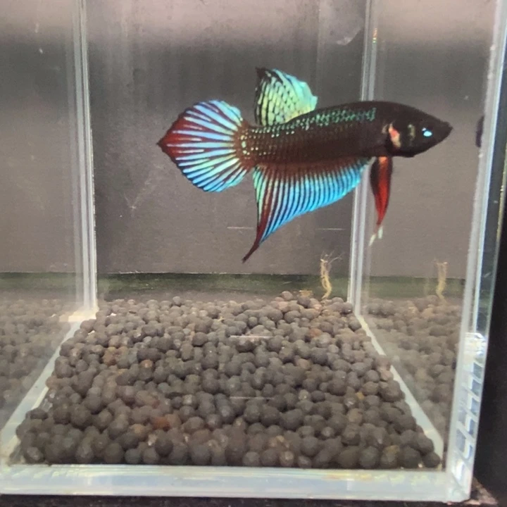 斗鱼泰国斗鱼523号