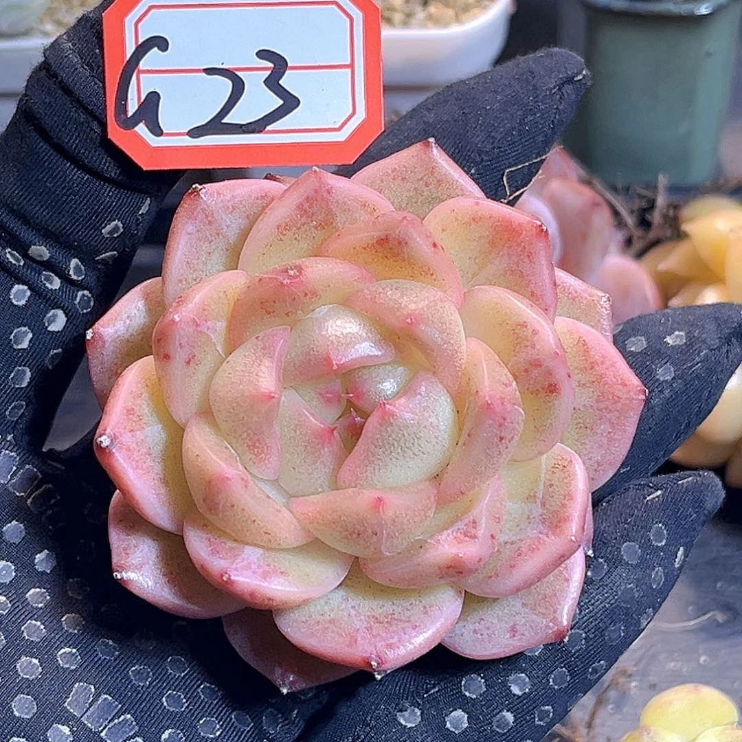 G23 一物一拍 珍妮孤品