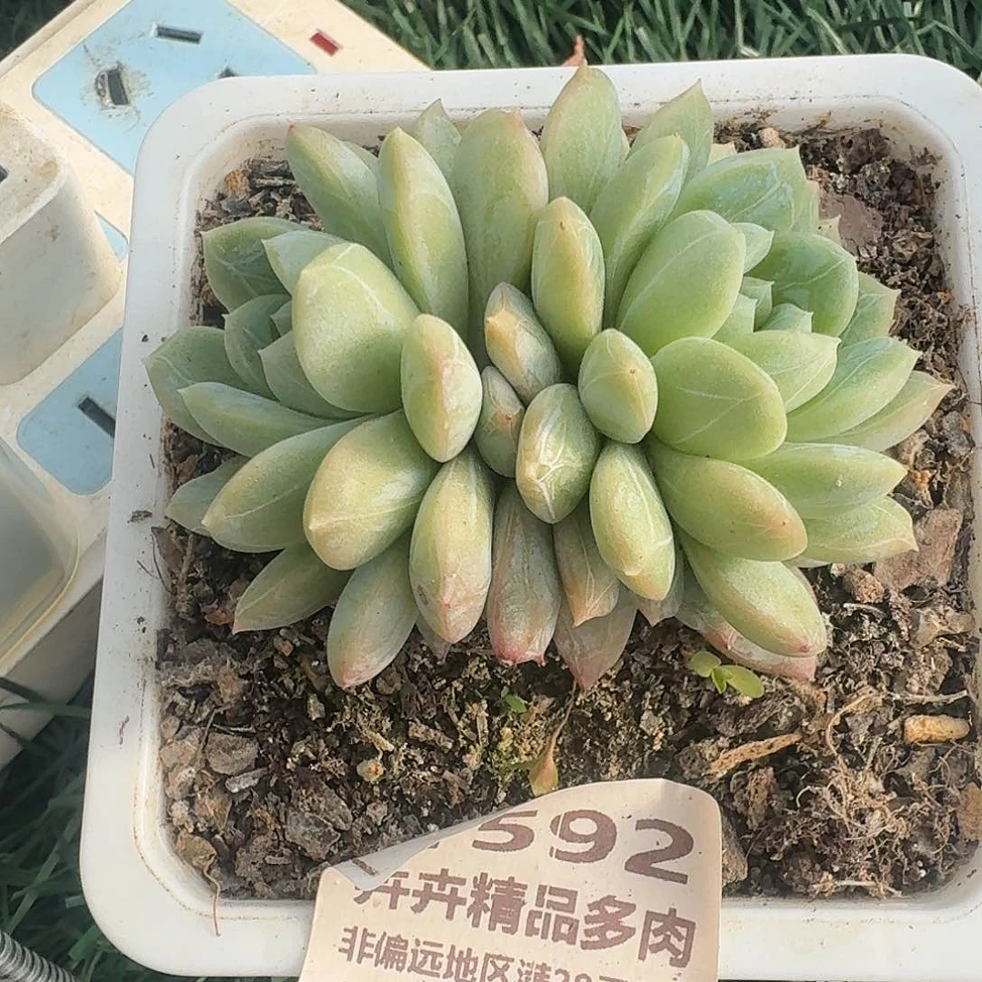 592 卉精品多肉 非偏远地区满28元包邮