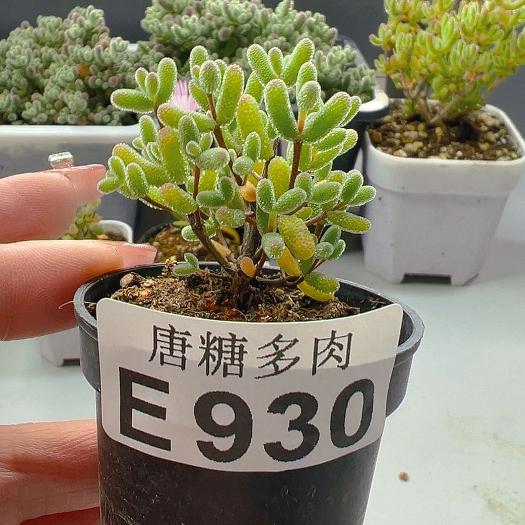 实生930。