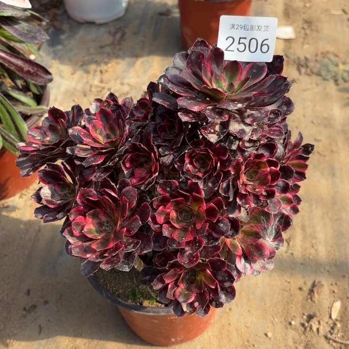 香奈儿多肉法师2506