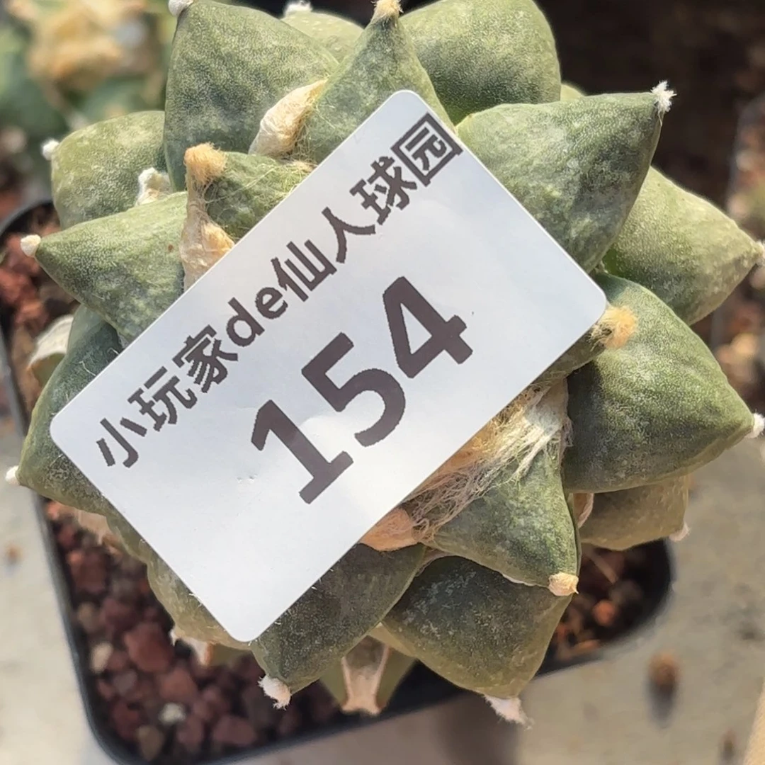 郁***金154 草球嫁接仙人球