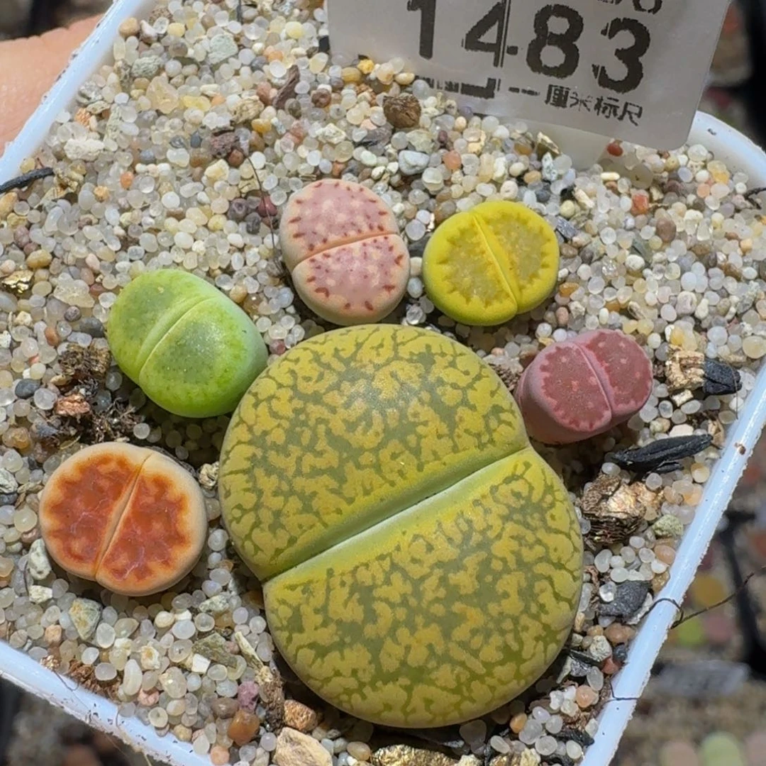 zzzz生石花肉锥1483