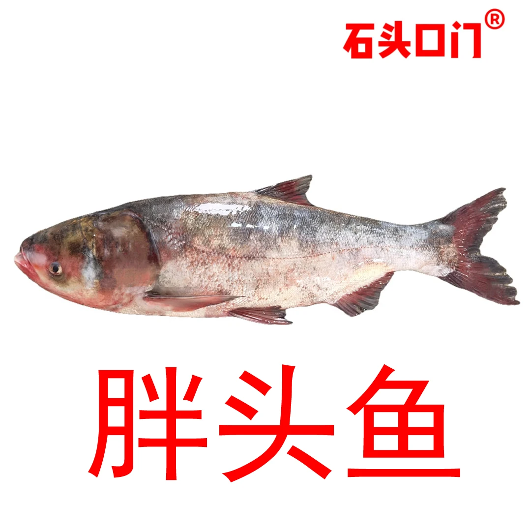 12东北冷水野生鲜活有机胖头鱼(产地长春,天热东三省外冻发)