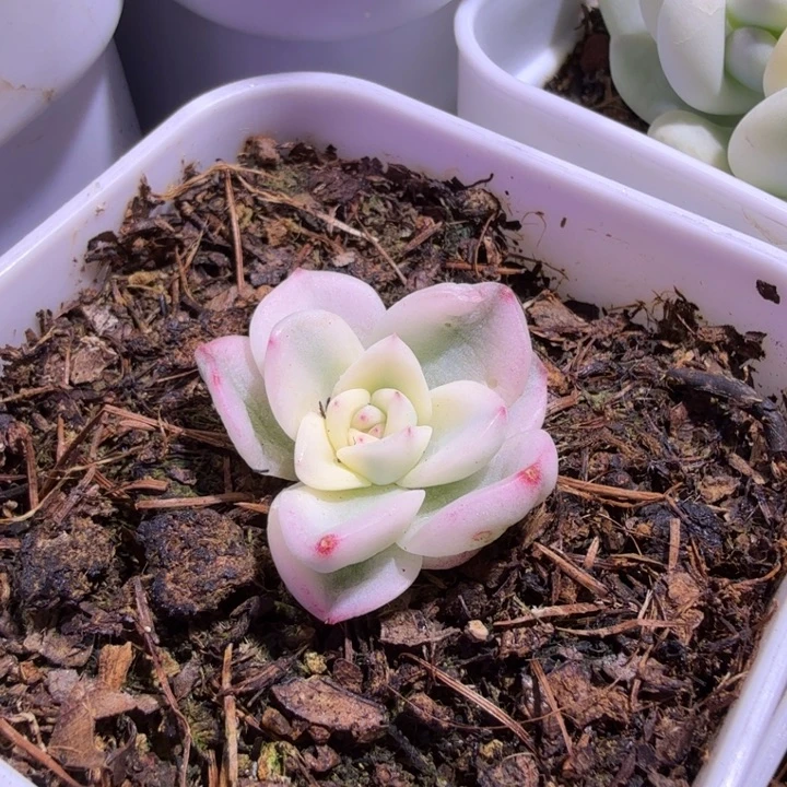 晨昏锦多肉植物一物一拍