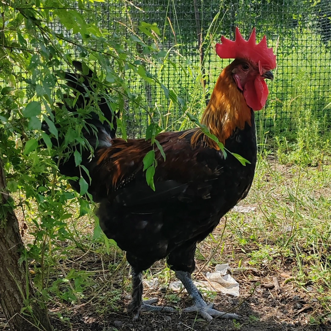 东北1年多散养大公鸡现宰现杀鸡肉新鲜美味