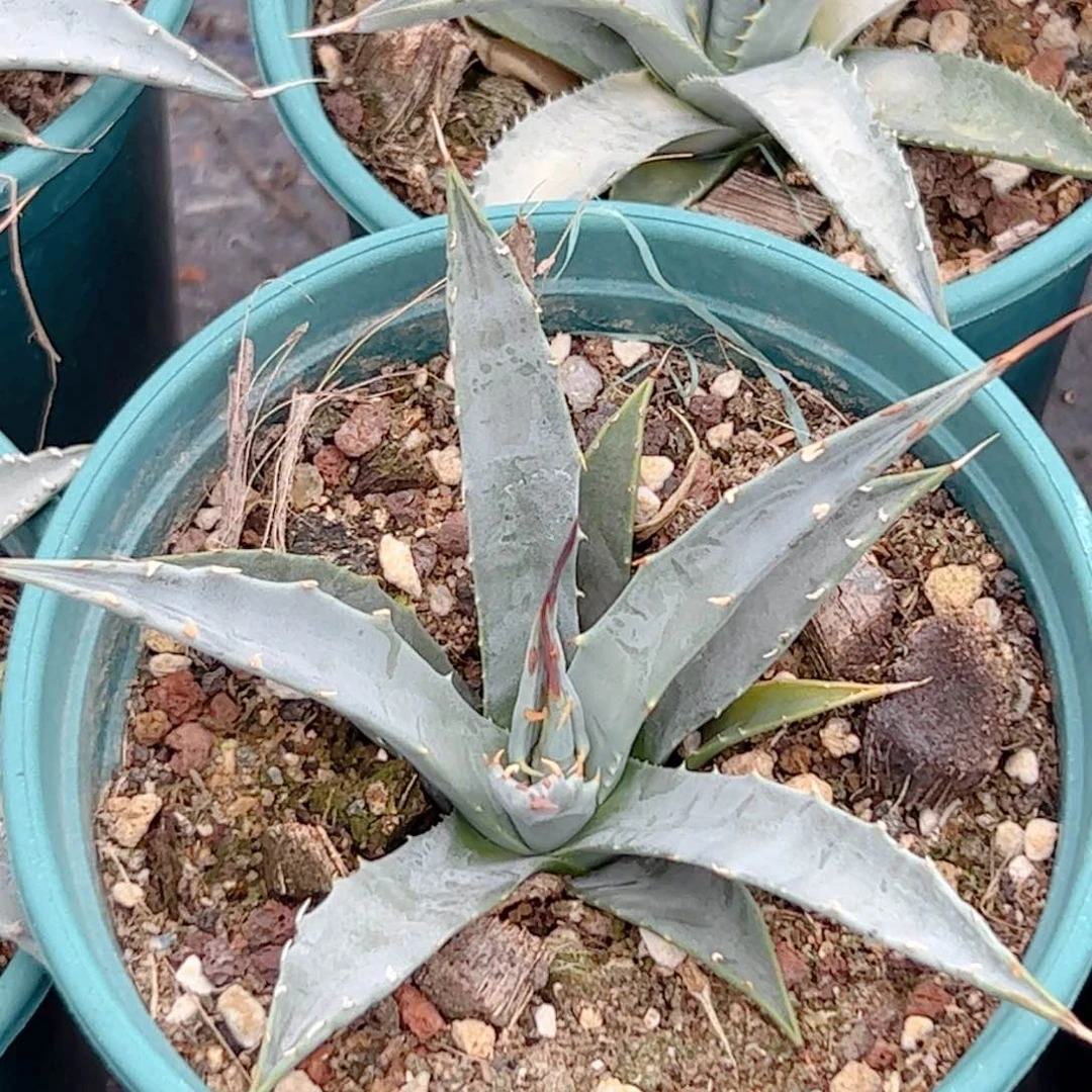 曲刺妖 炎仙人球