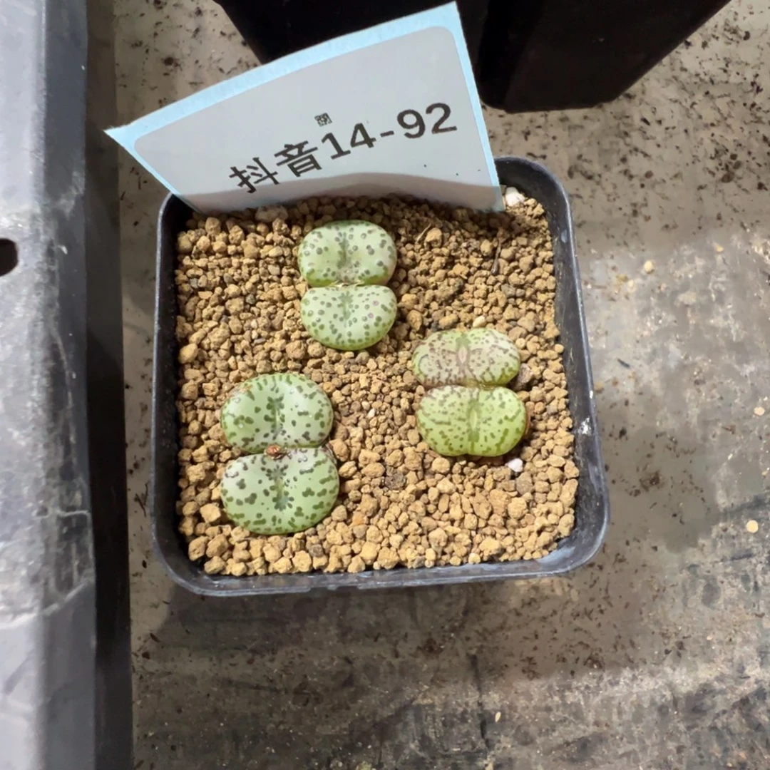 14-92安贞多肉植物