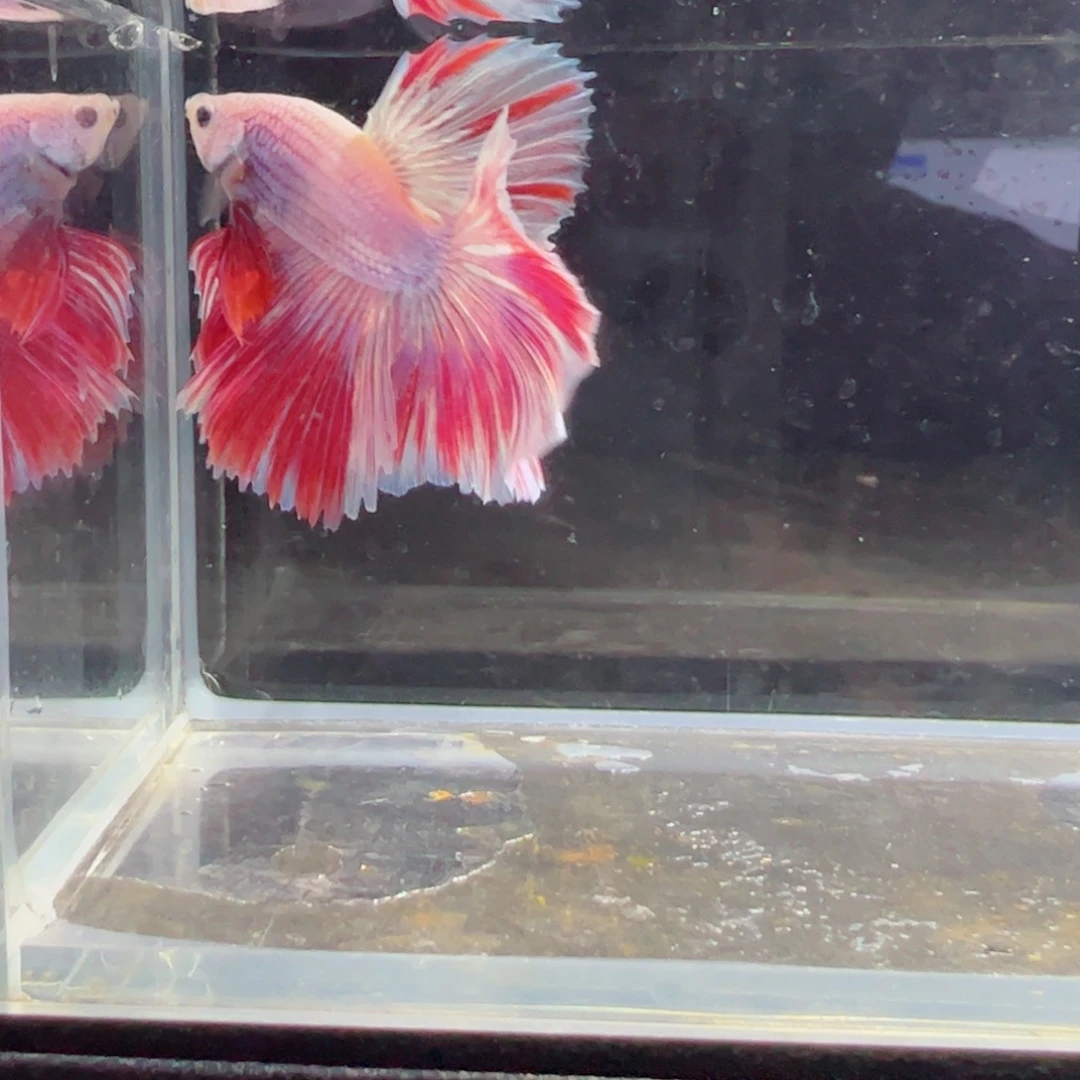 斗鱼浅色仙仙裙特殊尾