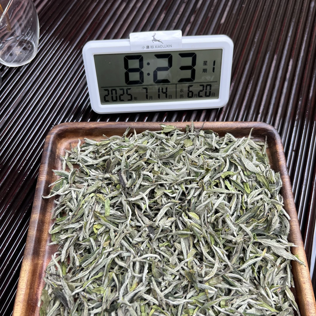 2025牡丹王 ① 小鹿收茶 福鼎白茶 7月14