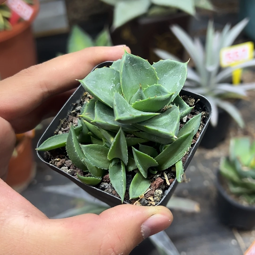 小精灵龙舌兰姬蓝光