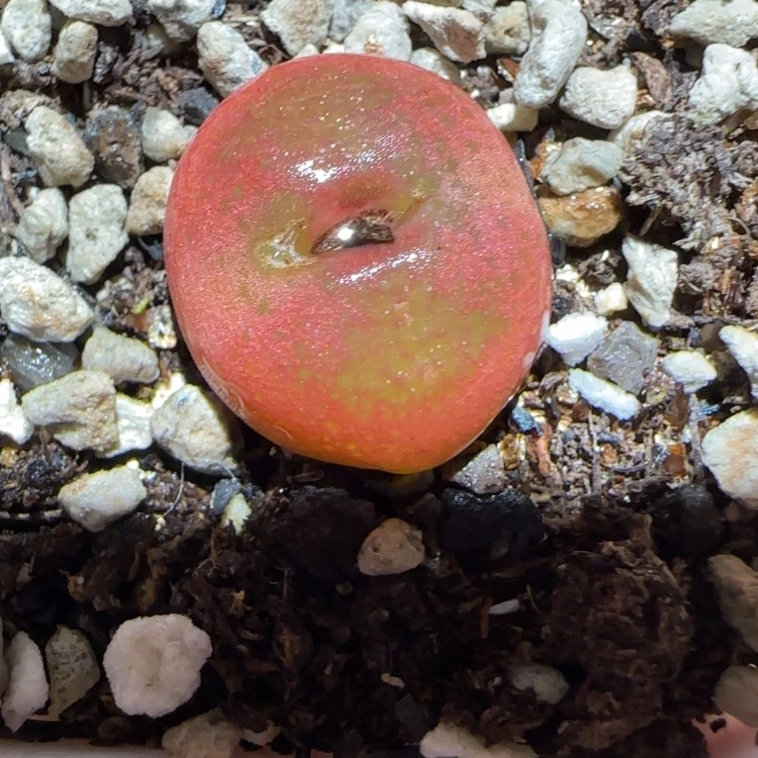 肉锥多肉植物百科7-水蜜桃829