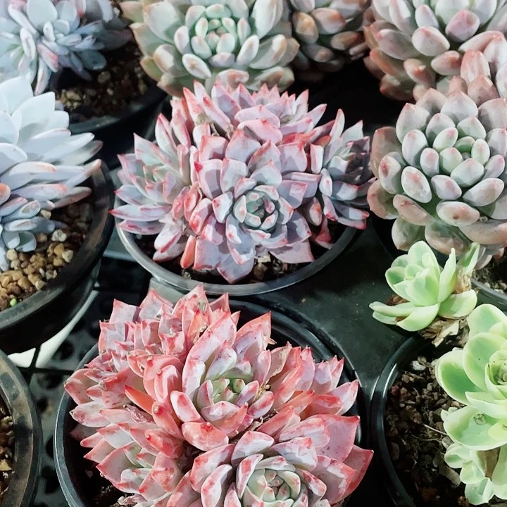 粉蓝鸟18.8一盆994949494946