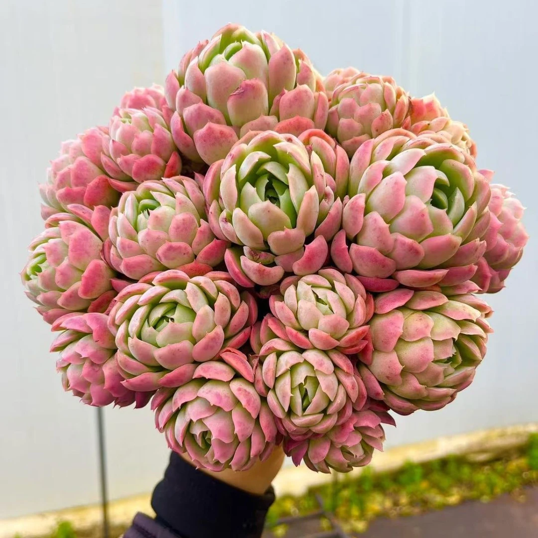 胭脂贝瑞  新手好养