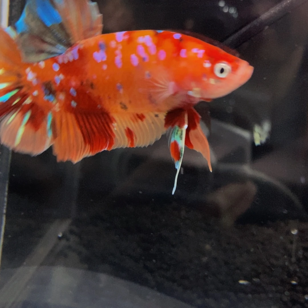 斗鱼524巨斗11111