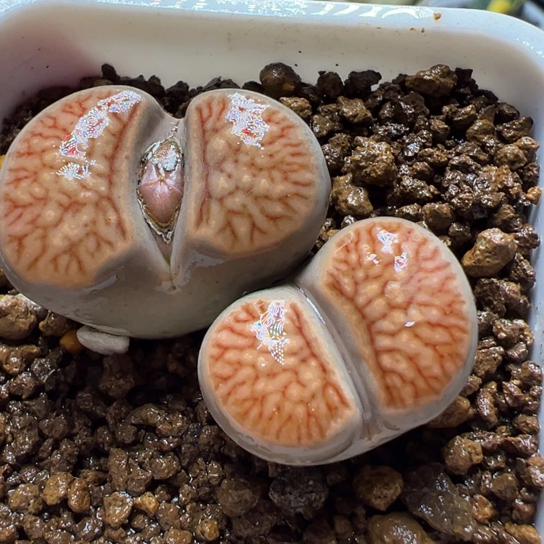 血管菊母本带盆多肉